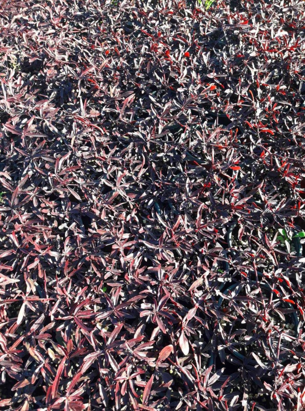 BORDO MOZAİK ÇALISI 20 ADET - Alternanthera Ficoidea Red Threads