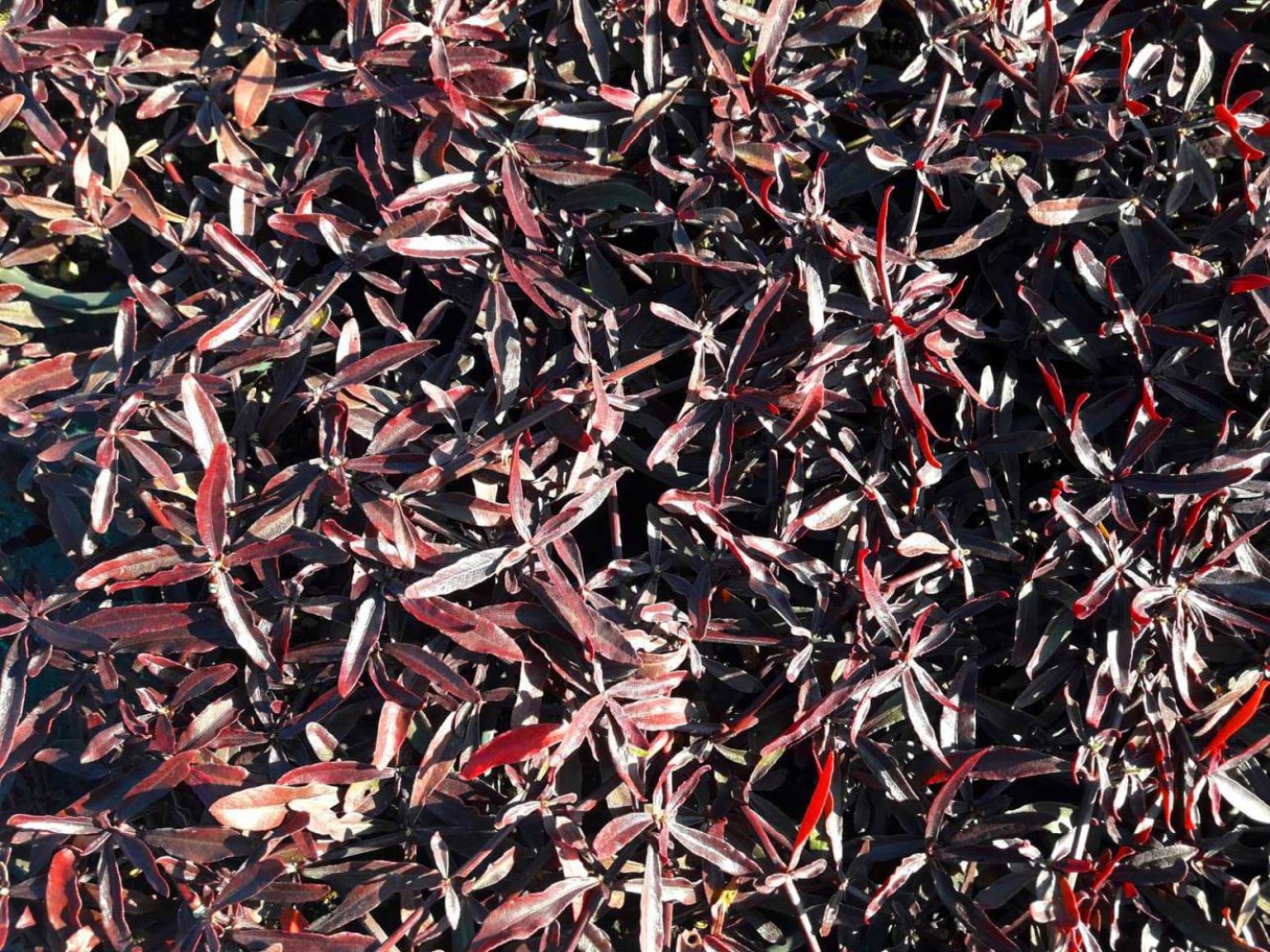 BORDO MOZAİK ÇALISI 20 ADET - Alternanthera Ficoidea Red Threads