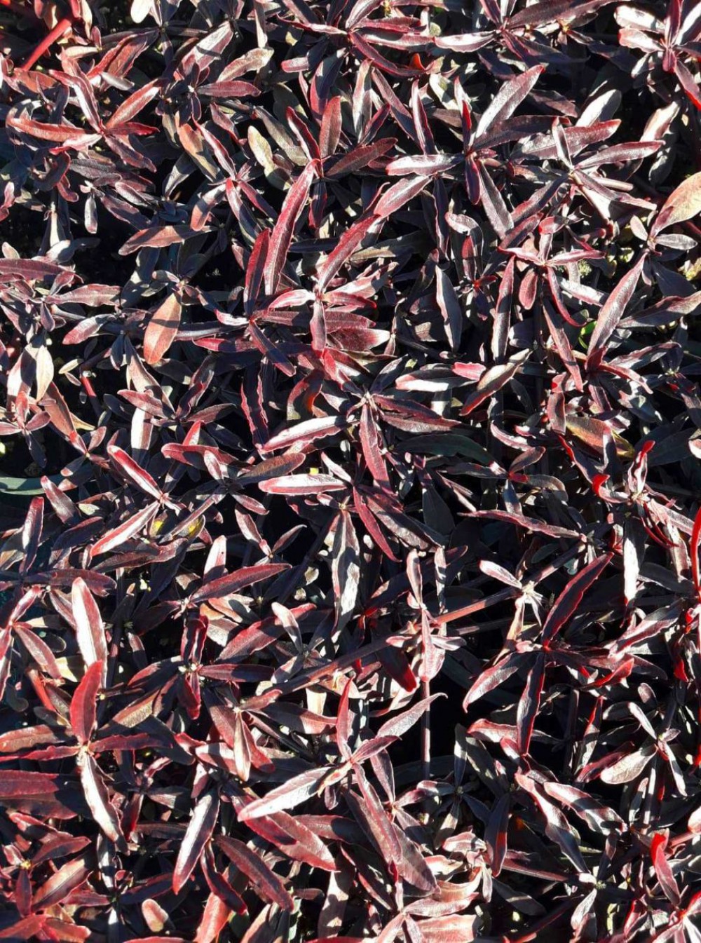 BORDO MOZAİK ÇALISI 20 ADET - Alternanthera Ficoidea Red Threads