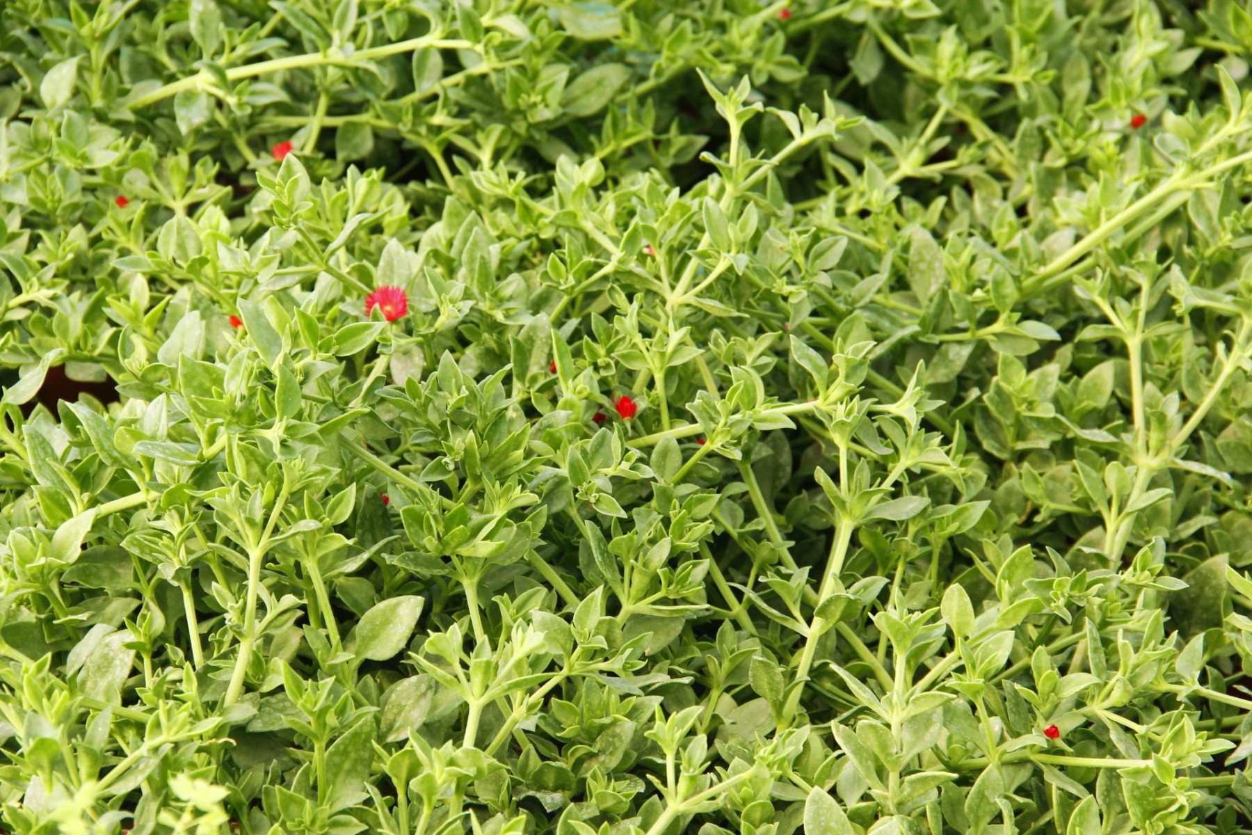 BUZ ÇİÇEĞİ 5 ADET - ASKILI SAKSIDA HEDİYELİK