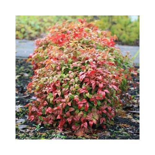 CENNET BAMBUSU 3 ADET - Nandina Domestica