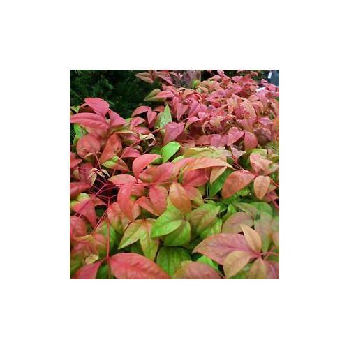 CENNET BAMBUSU 3 ADET - Nandina Domestica