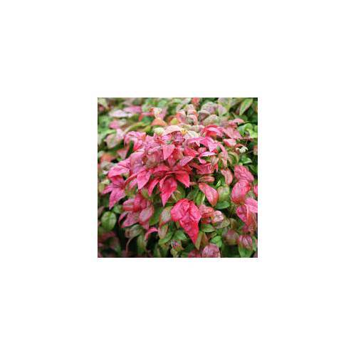 CENNET BAMBUSU - Nandina Domestica