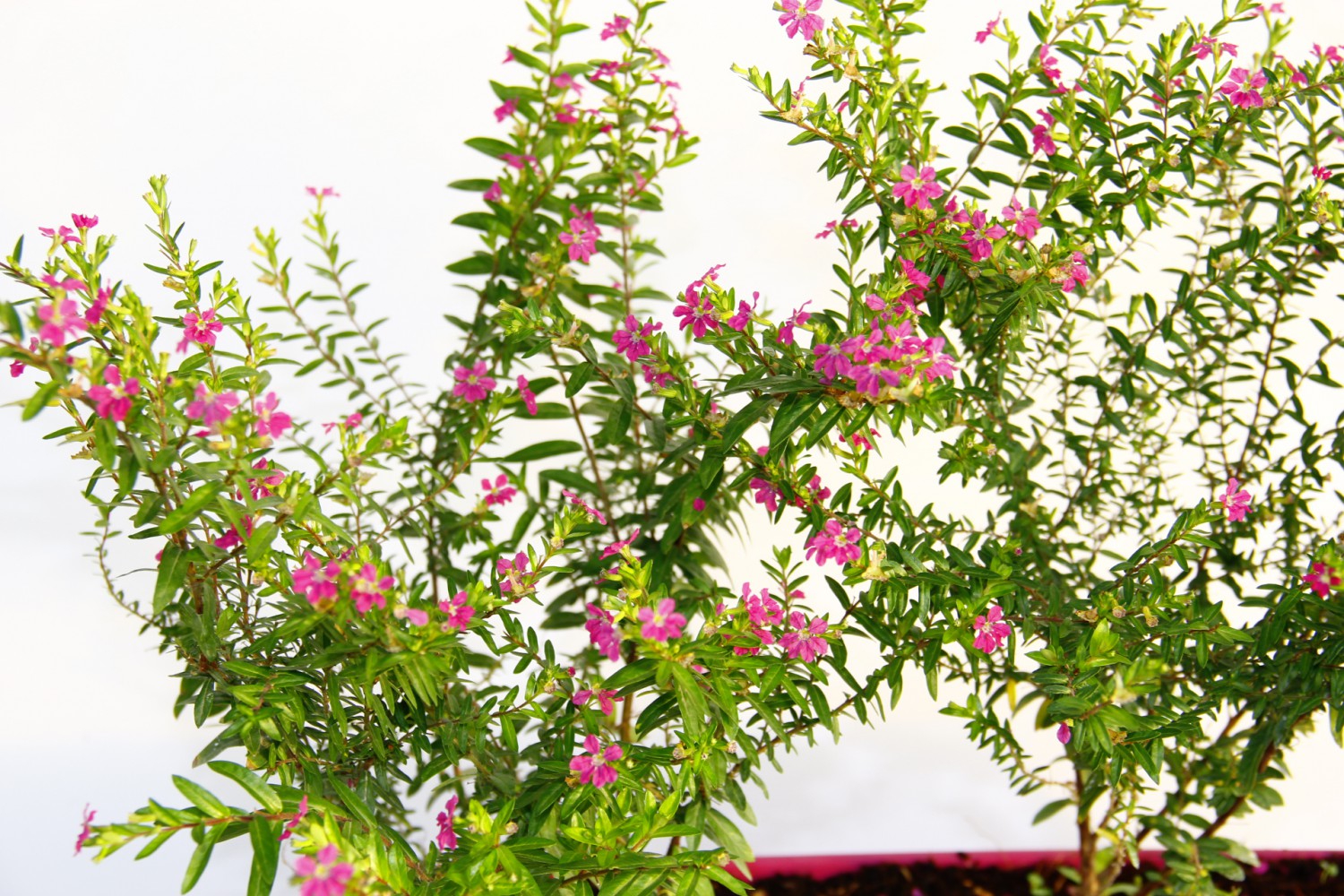 CENNET ÇİÇEĞİ 2 ADET - PEMBE BALKON SAKSISINDA