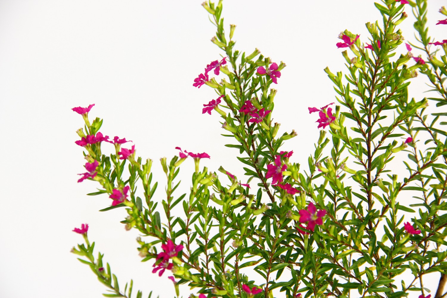 CENNET ÇİÇEĞİ 2 ADET - PEMBE SAKSIDA HEDİYELİK