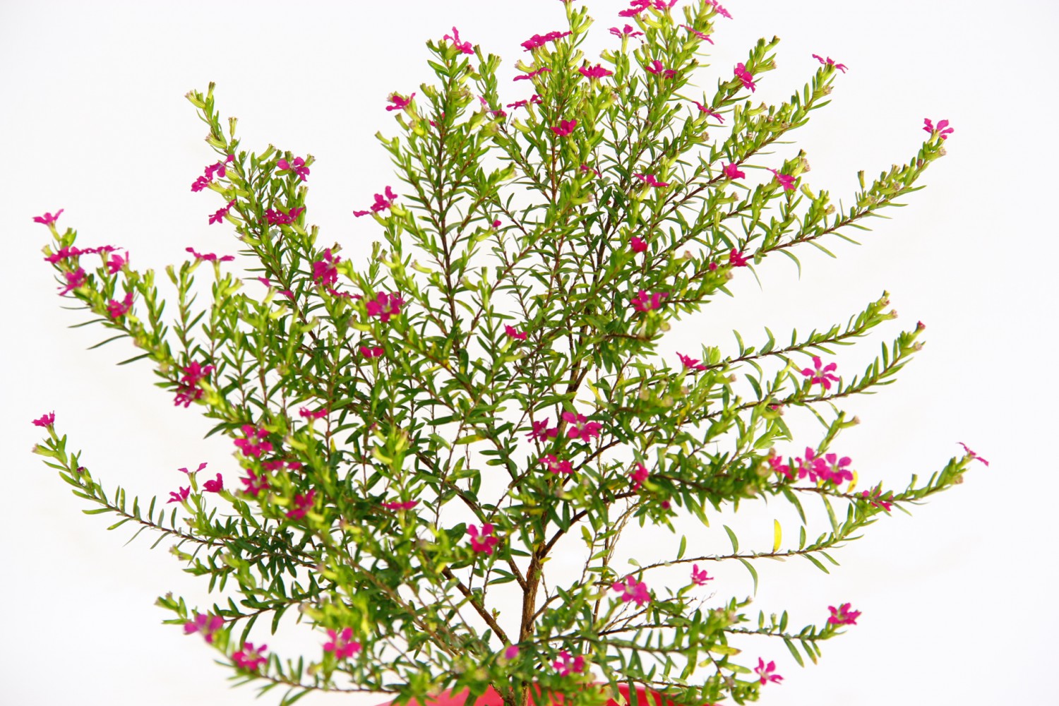 CENNET ÇİÇEĞİ 3 ADET - PEMBE SAKSIDA HEDİYELİK