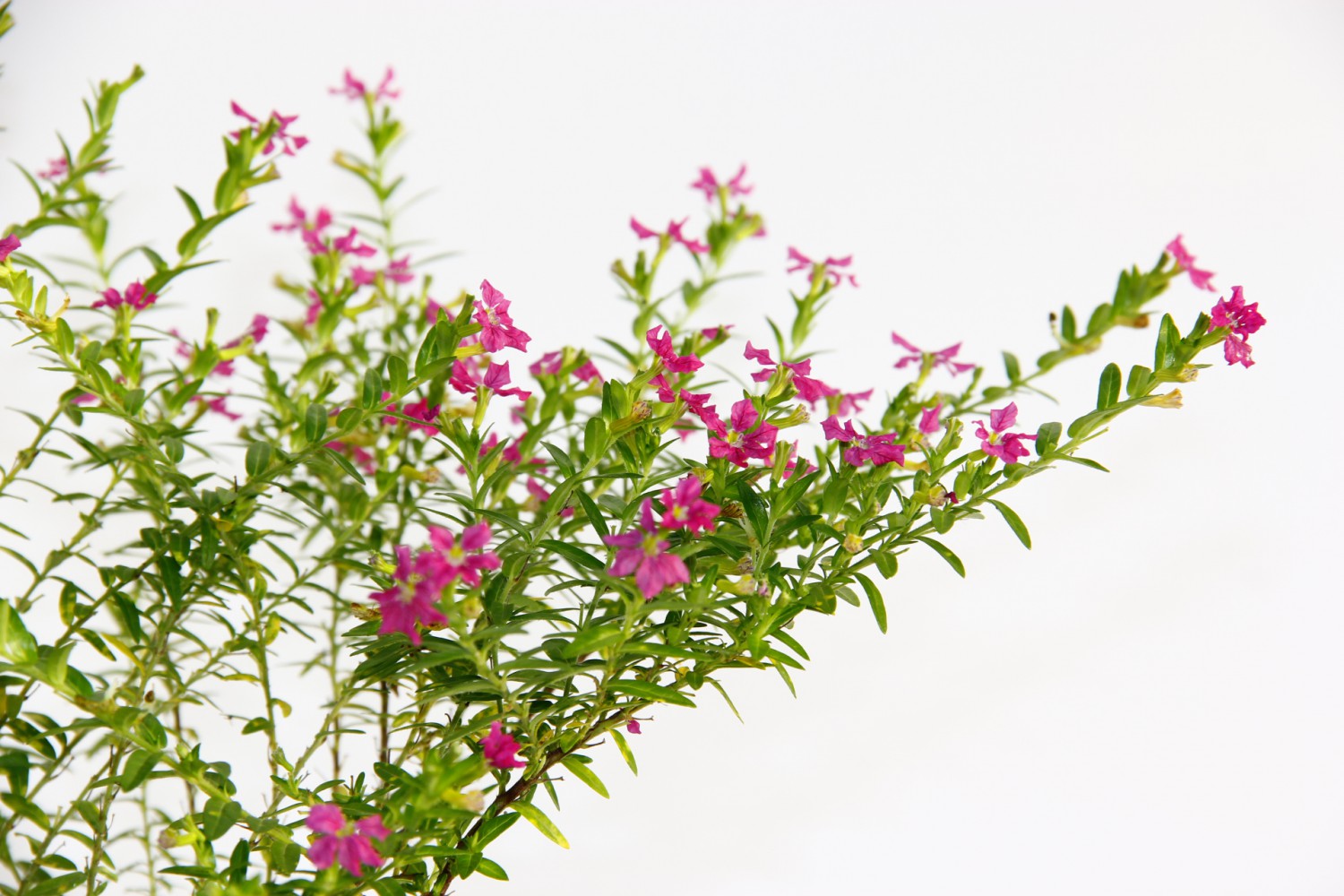 CENNET ÇİÇEĞİ ASKILI SAKSIDA HEDİYELİK