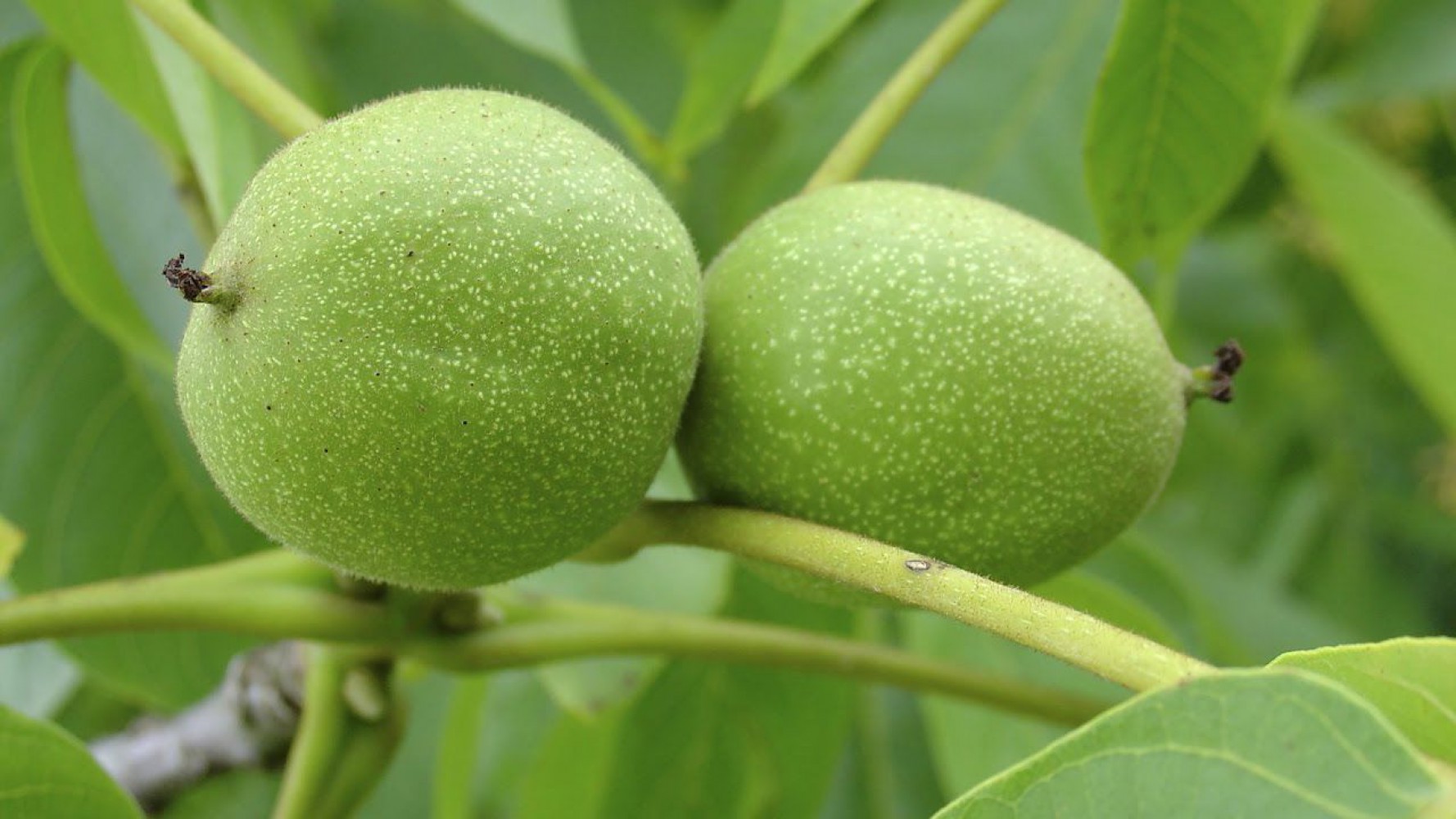 CHANDLER CEVİZ FİDANI 3 YAŞ SAKSILI 5 ADET CHANDLER CEVİZ FİDANI 3 YAŞ SAKSILI 5 ADET