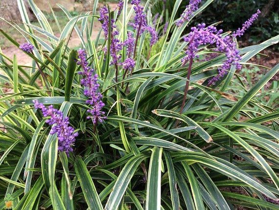 ÇİM ZAMBAĞI 5 ADET 'Liriope Muscari Variegata'