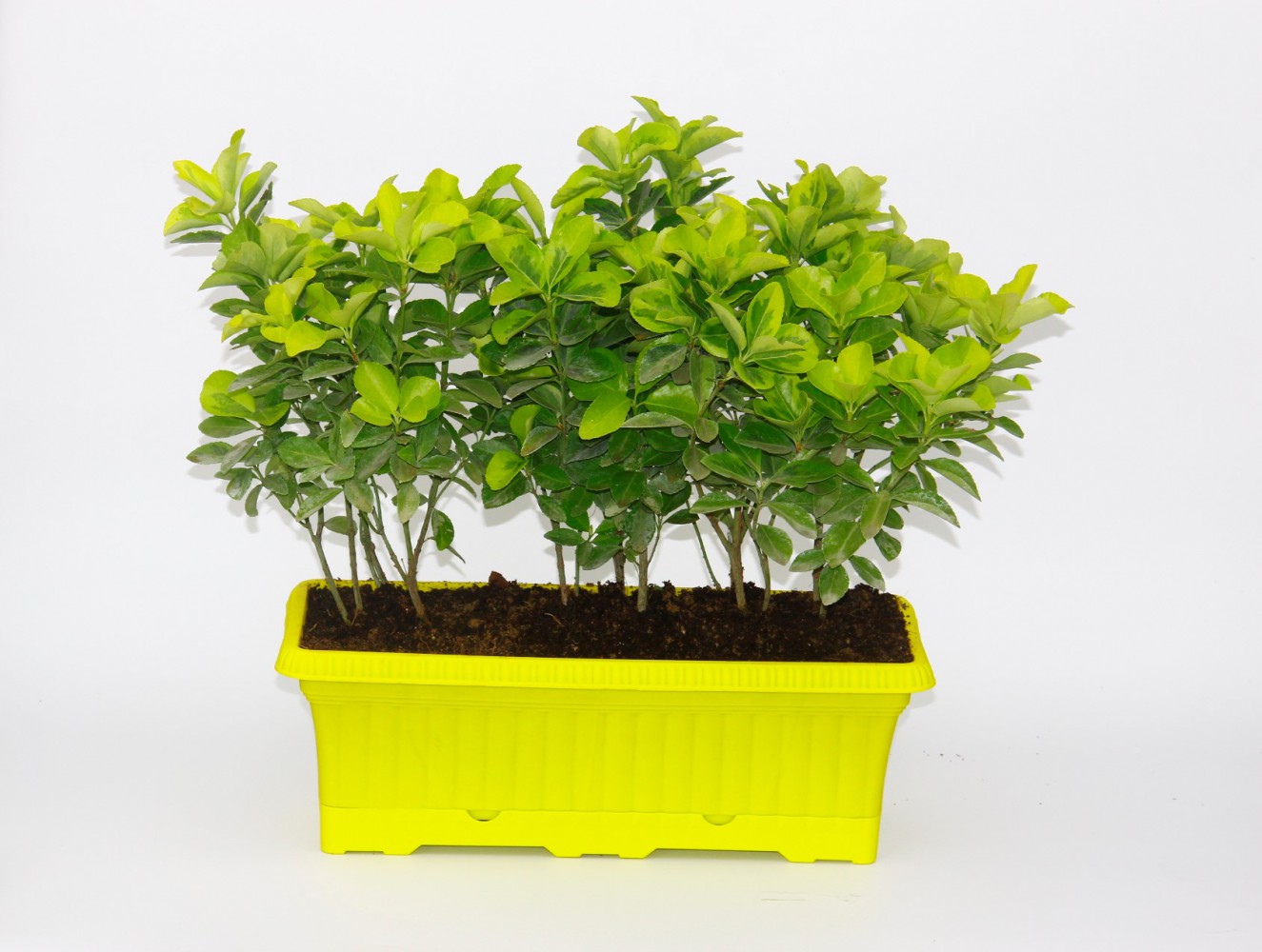 ÇİT GOLD TAFLAN - SARI RENKLİ HAZIR CANLI ÇİT