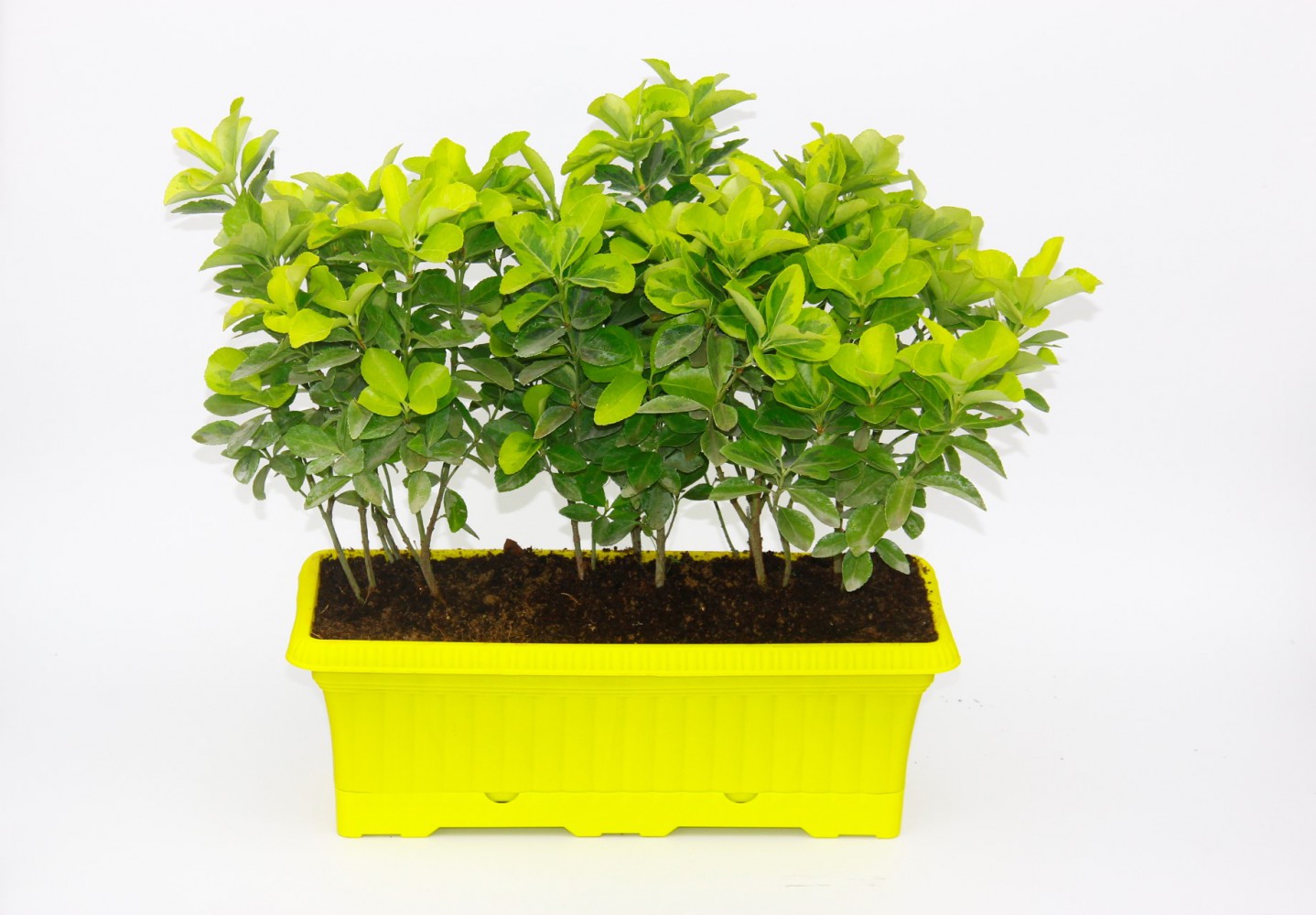 ÇİT GOLD TAFLAN - SARI RENKLİ HAZIR CANLI ÇİT