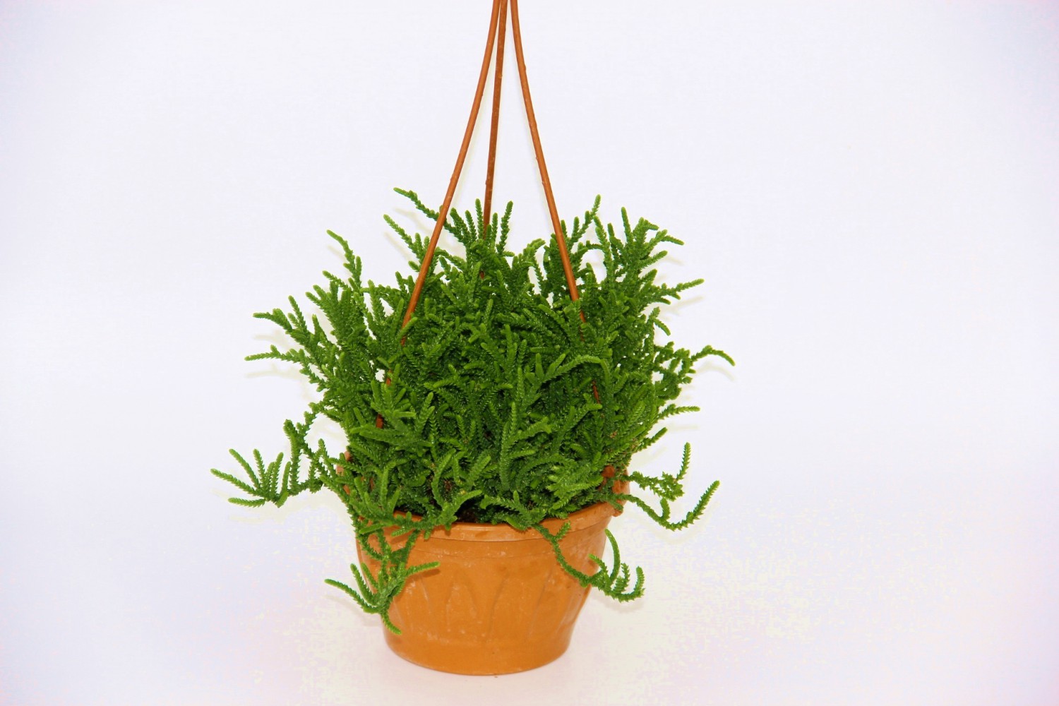 CRASSULA MUSCOSA SUKULENT - ASKILI SAKSIDA HEDİYELİK