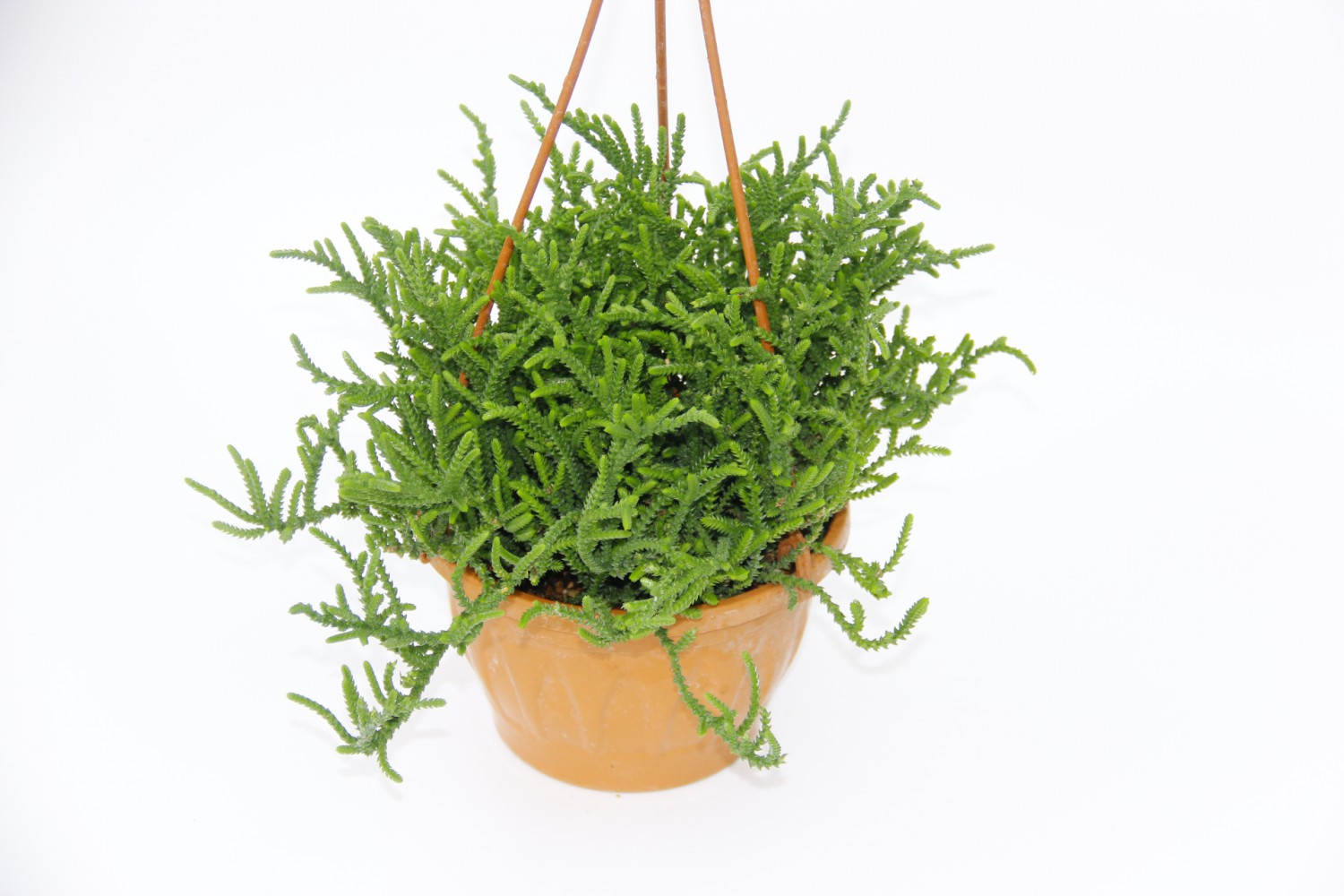 CRASSULA MUSCOSA SUKULENT - ASKILI SAKSIDA HEDİYELİK