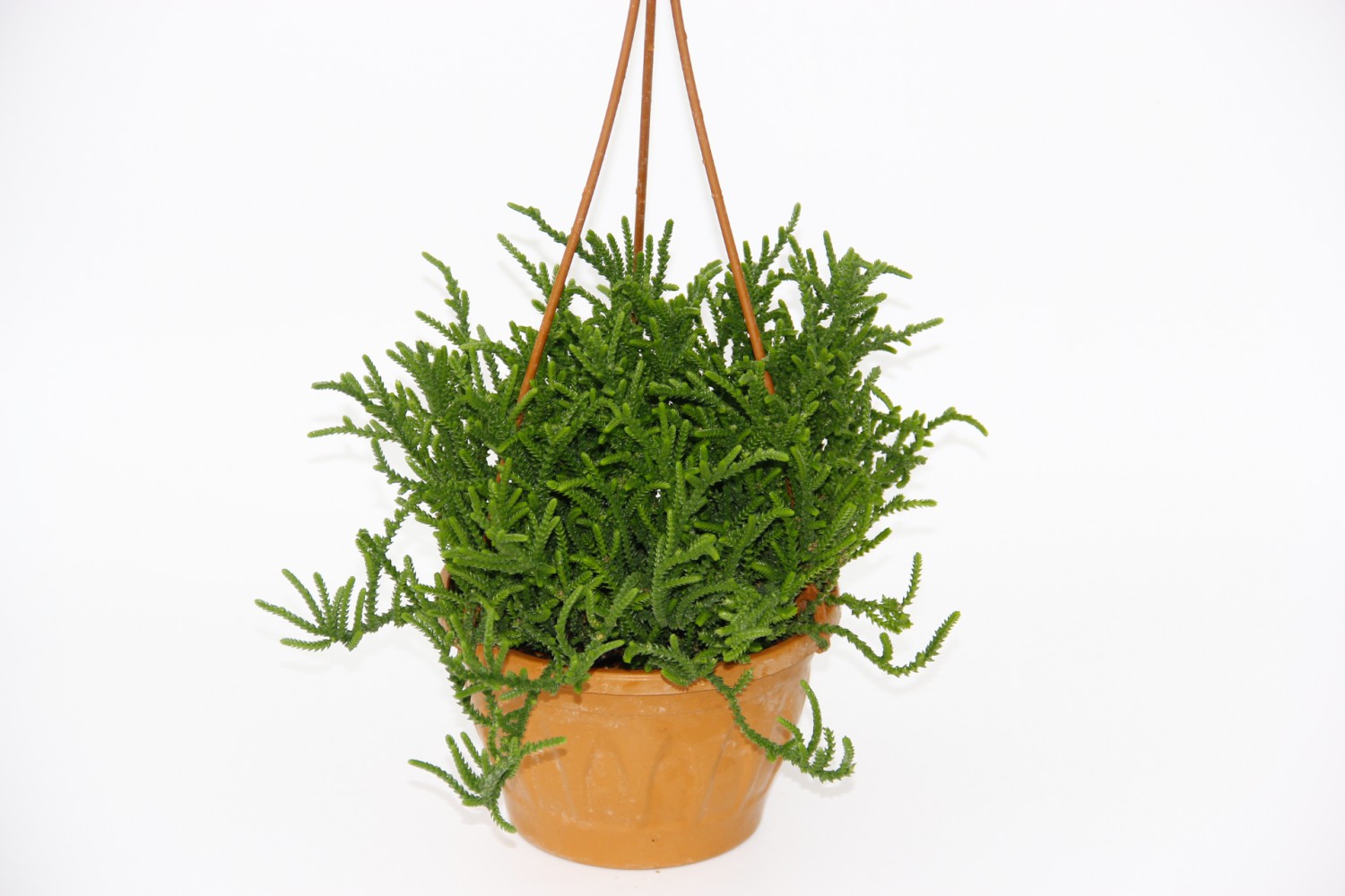 CRASSULA MUSCOSA SUKULENT - ASKILI SAKSIDA HEDİYELİK