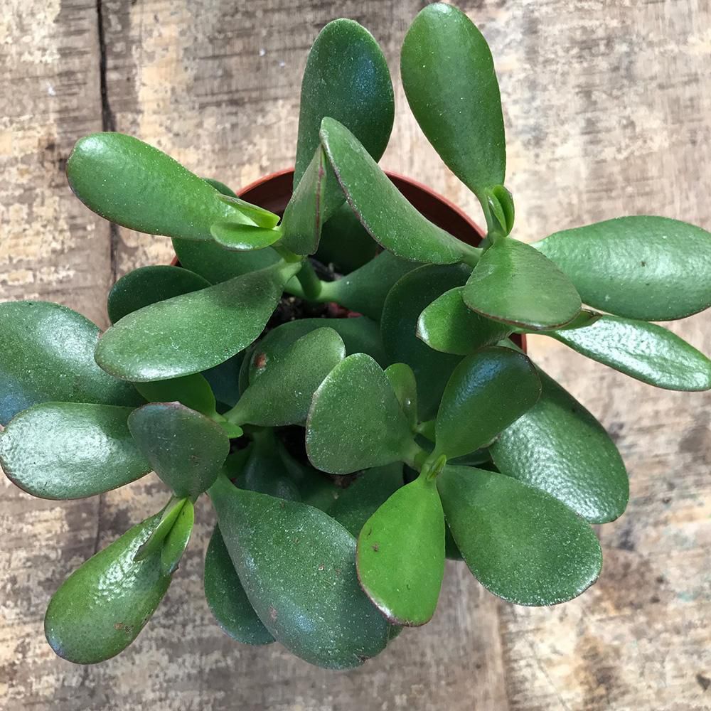 Crassula Ovata - Para ve Şans Bitkisi - 50 ADET SUKULENT