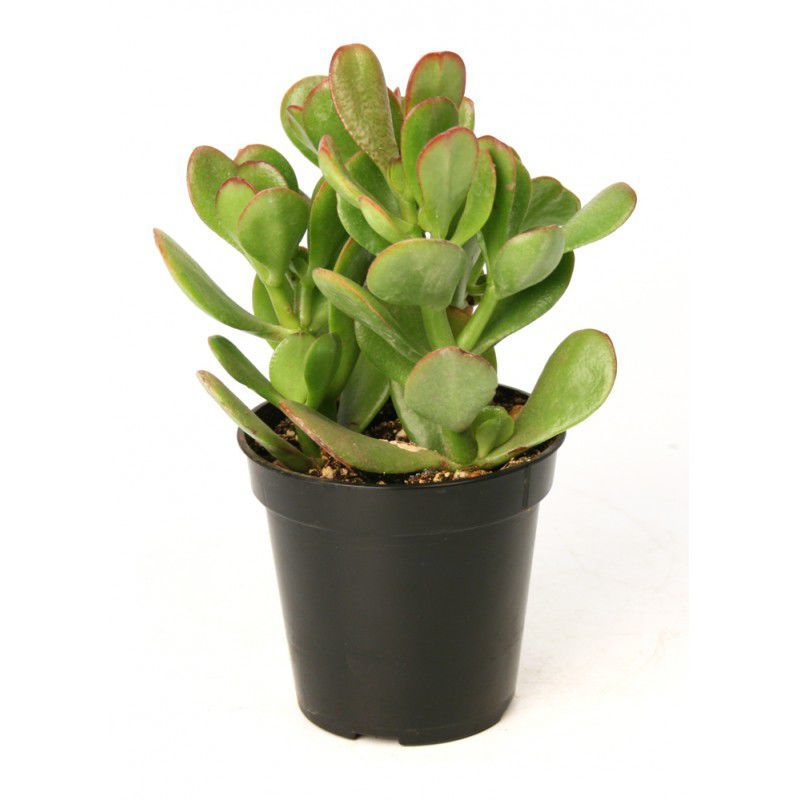 Crassula Ovata - Para ve Şans Bitkisi - 50 ADET SUKULENT