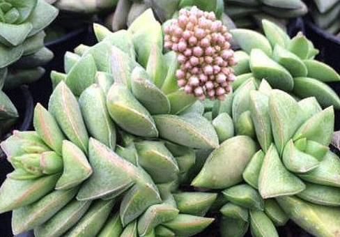 Crassula Springtime - 10 ADET SUKULENT - TERARYUM BİTKİSİ