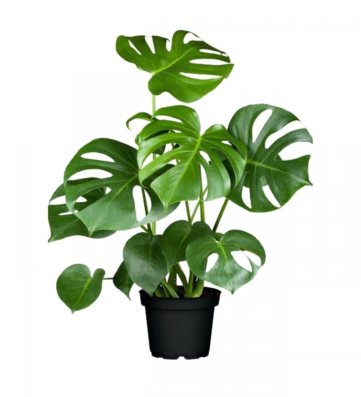 DEVE TABANI MONSTERA 2 ADET - HEDİYELİK EV OFİS BİTKİSİ