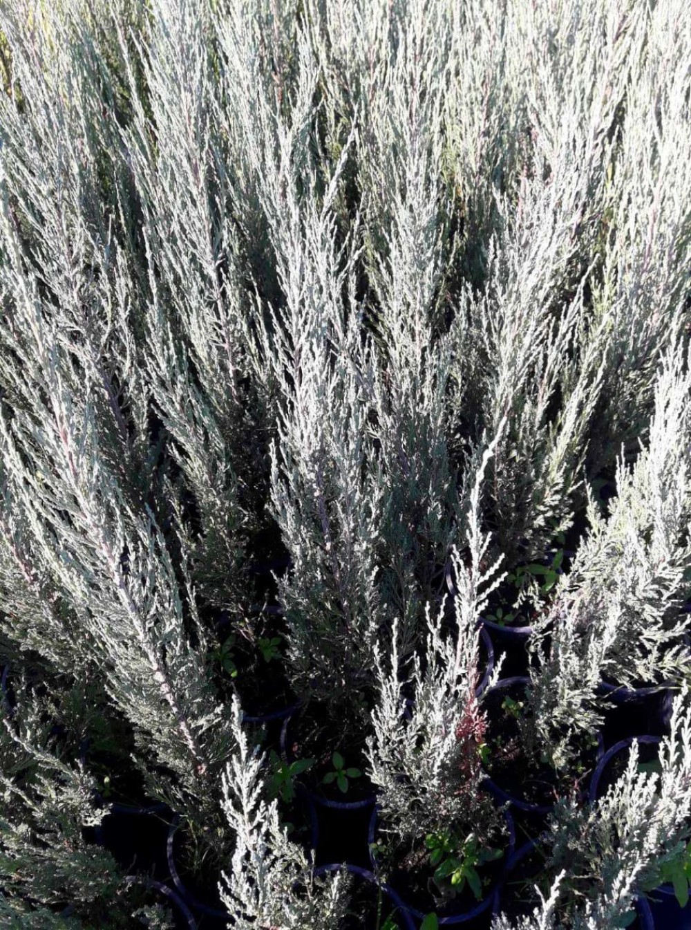 DİK ARDIÇ FİDANI (Skyrocket) 10 ADET - ÇİT BİTKİSİ