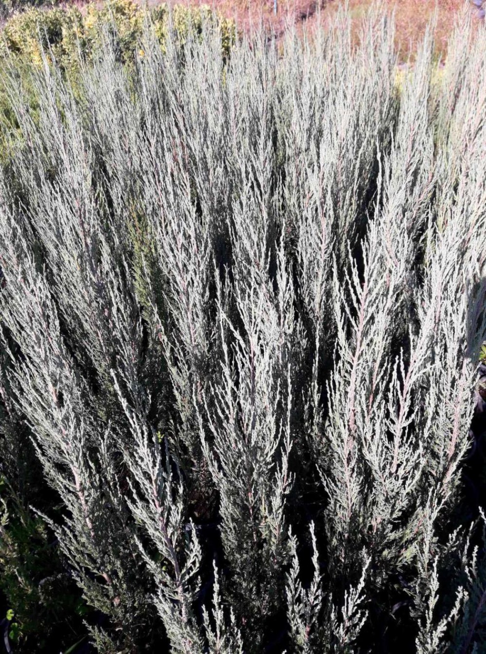 DİK ARDIÇ FİDANI (Skyrocket) 10 ADET - ÇİT BİTKİSİ