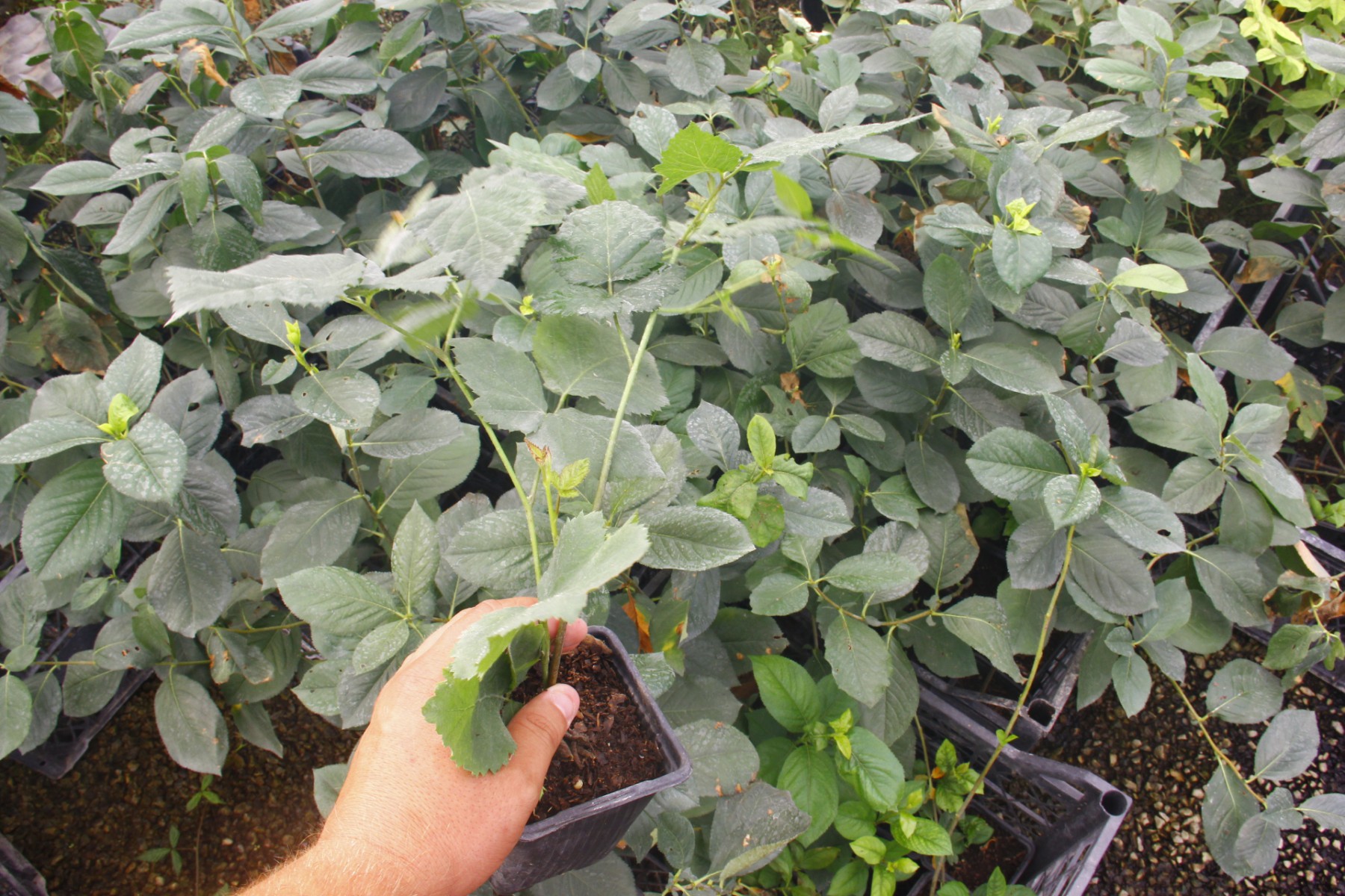 DİKENSİZ JUMBO BÖĞÜRTLEN FİDANI 3 ADET
