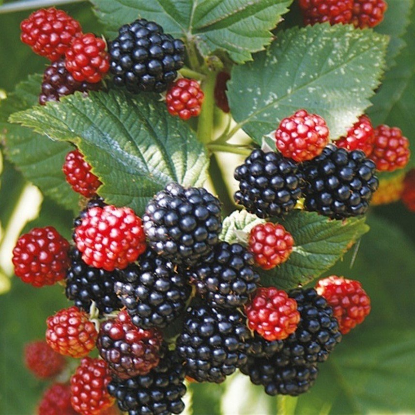 DİKENSİZ JUMBO BÖĞÜRTLEN FİDANI