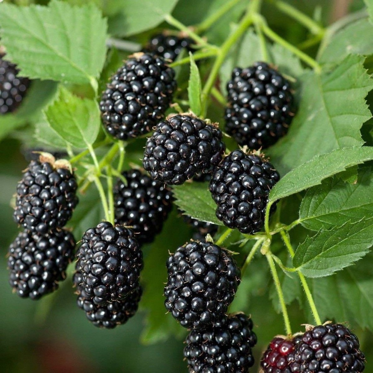 DİKENSİZ JUMBO BÖĞÜRTLEN FİDANI