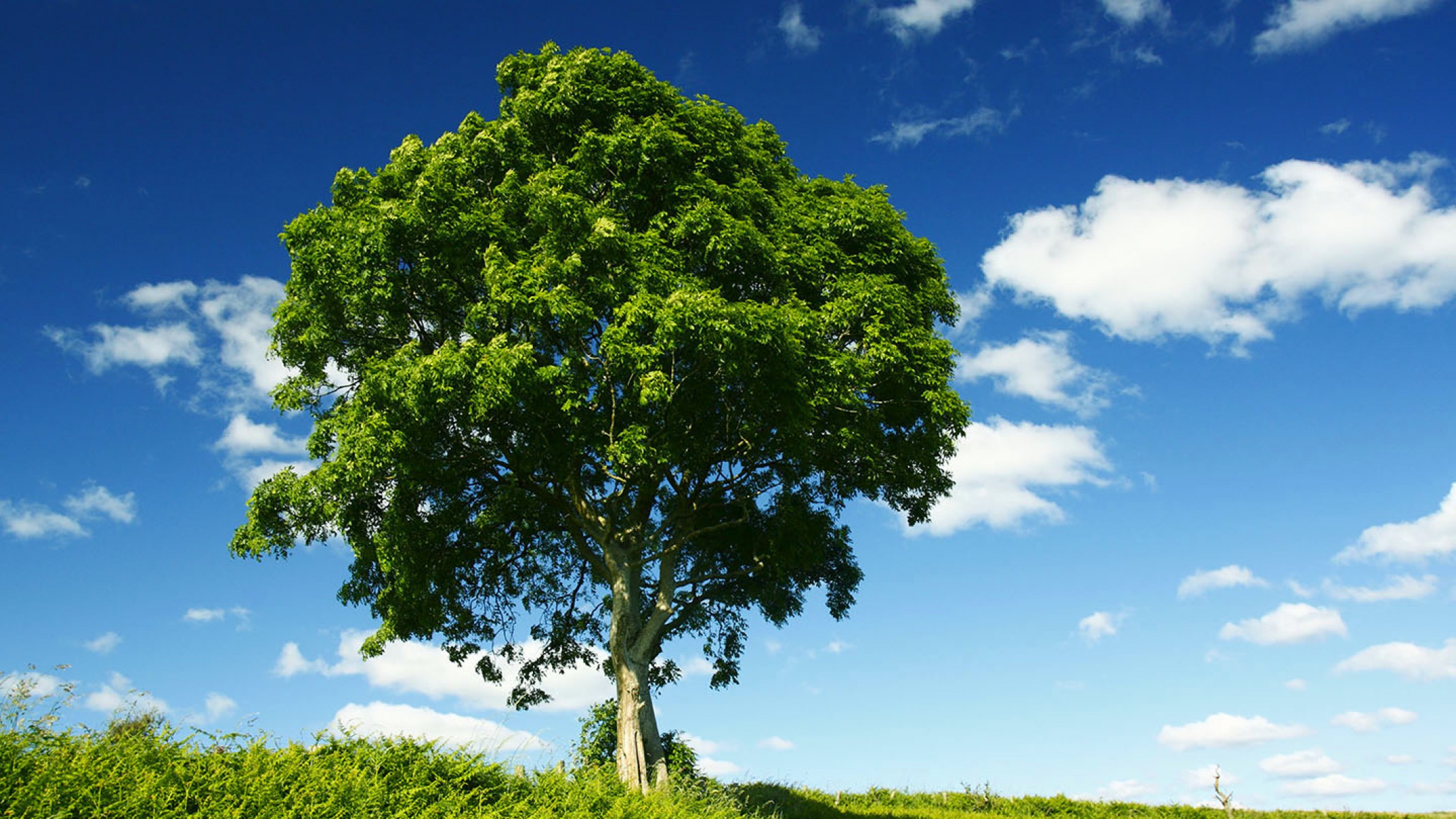 We trees. Ясень обыкновенный. Ash Fraxinus. Ясень крона. Ясень дерево.