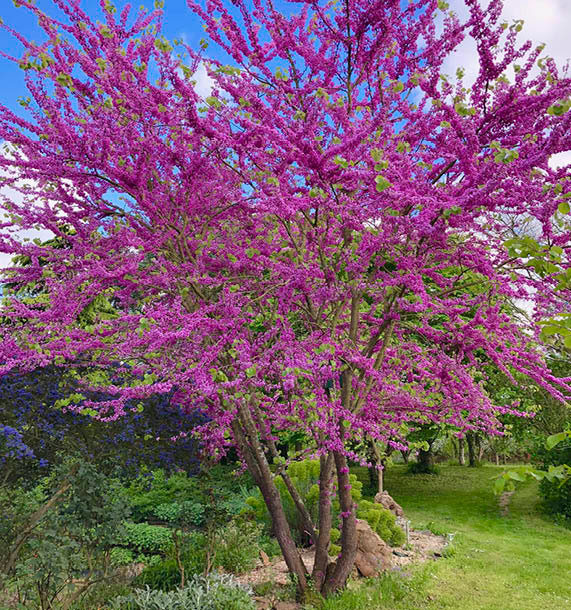 ERGUVAN FİDANI 5 ADET - Cercis Siliquastrum
