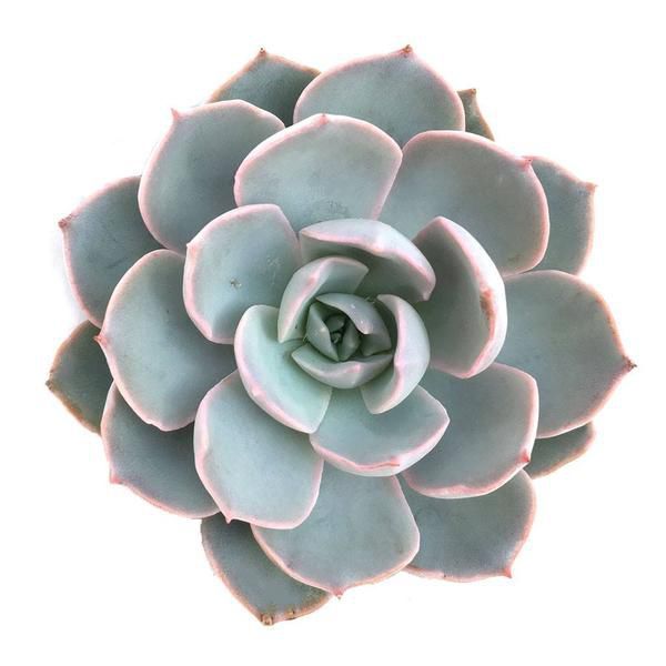 Echeveria Morning Beauty - 10 ADET SUKULENT