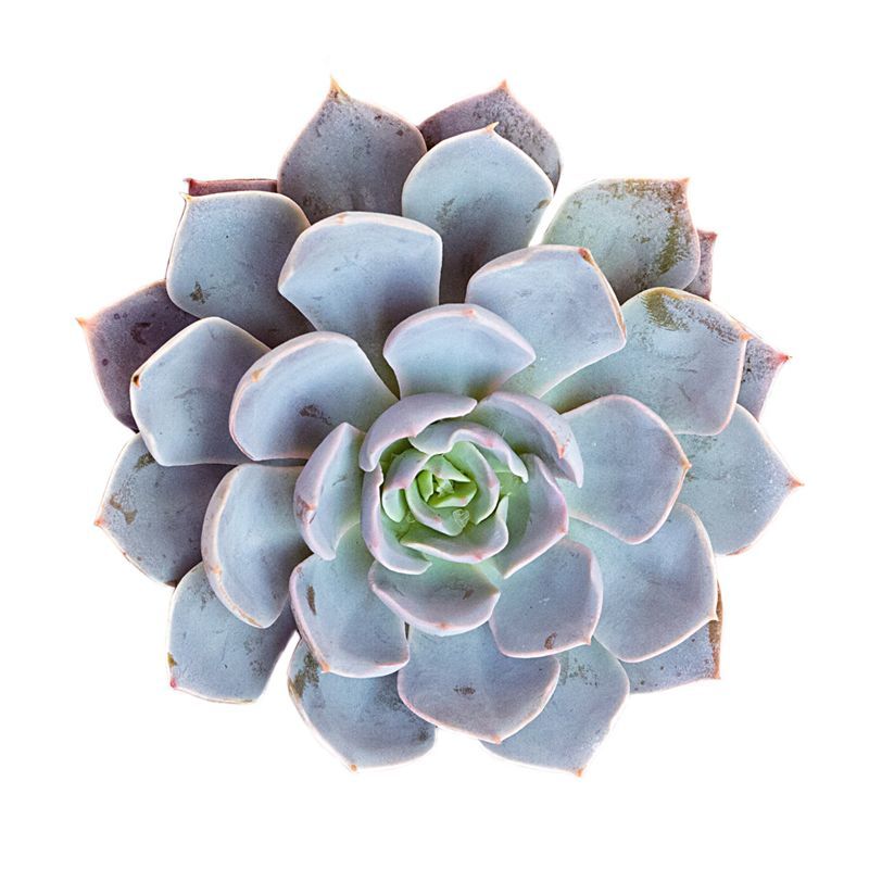 Echeveria Morning Beauty - 5 ADET SUKULENT