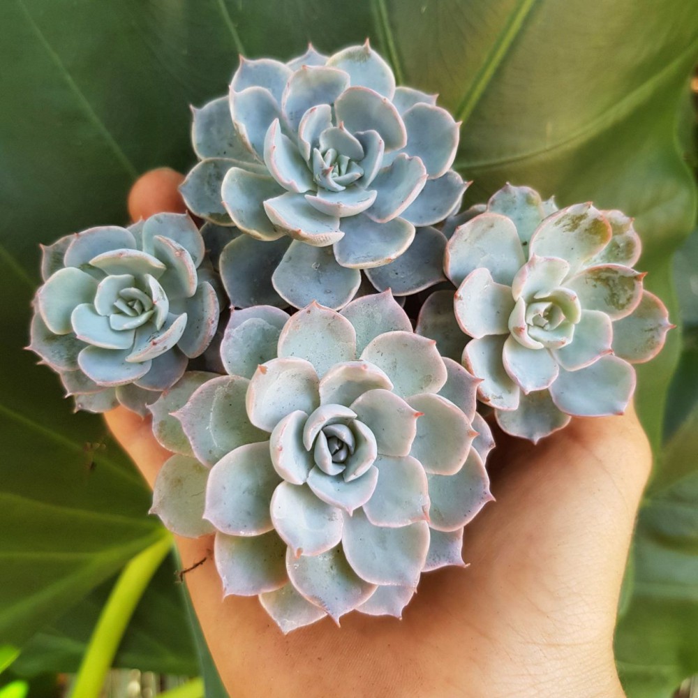 Echeveria Morning Beauty - 50 ADET SUKULENT