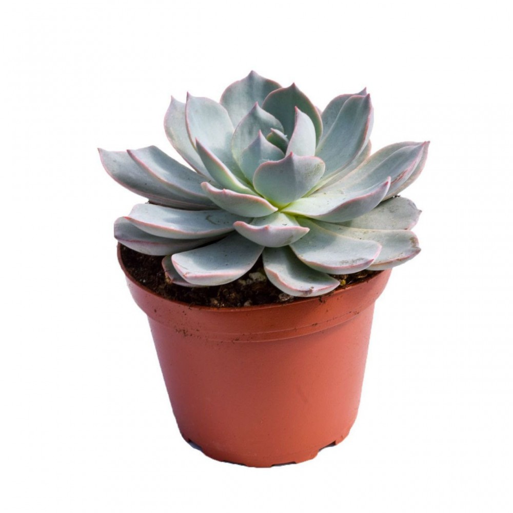 Echeveria Morning Beauty - 50 ADET SUKULENT
