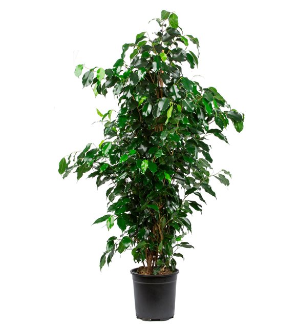 FİCUS BENJAMİN 2 ADET - HEDİYELİK SALON / OFİS BİTKİSİ