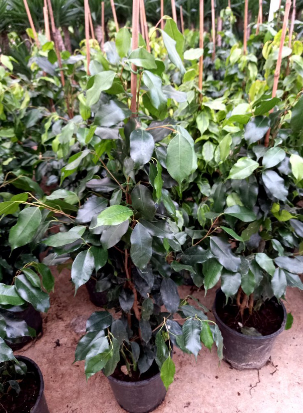 FİCUS BENJAMİN 2 ADET - HEDİYELİK SALON / OFİS BİTKİSİ