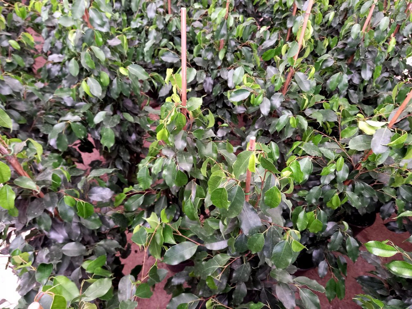 FİCUS BENJAMİN - HEDİYELİK SALON / OFİS BİTKİSİ FİCUS BENJAMİN - HEDİYELİK SALON / OFİS BİTKİSİ