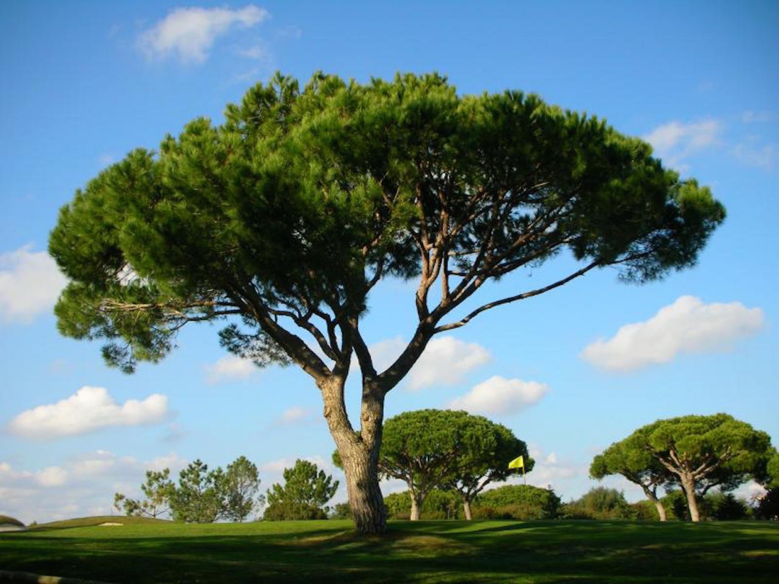 Пиния (Pinus pinea)