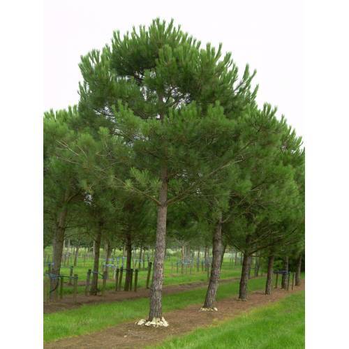 FISTIK ÇAMI TOHUMU 200 GR 260 ADET