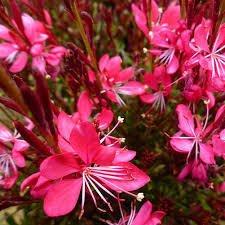 GAURA ÇİÇEĞİ 20 ADET - ÇOK YILLIK DIŞ MEKAN ÇİÇEĞİ