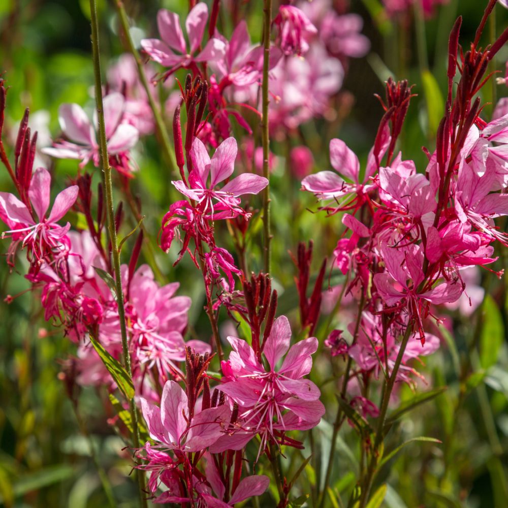 GAURA  ÇİÇEĞİ 30 ADET  - ÇOK YILLIK DIŞ MEKAN ÇİÇEĞİ