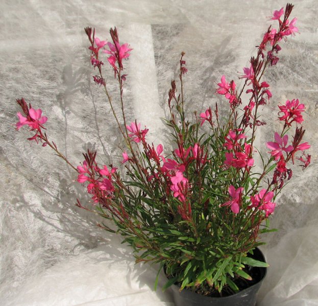 GAURA  ÇİÇEĞİ 30 ADET  - ÇOK YILLIK DIŞ MEKAN ÇİÇEĞİ