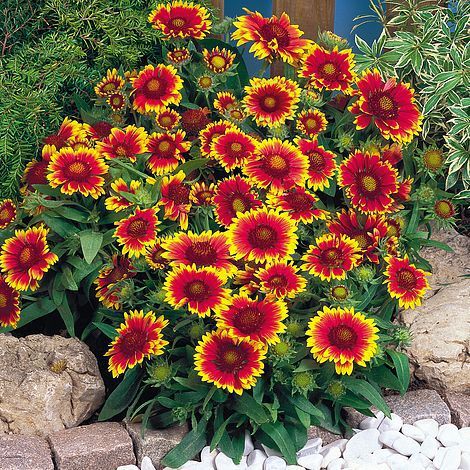 Gaillardia grandiflora outlet