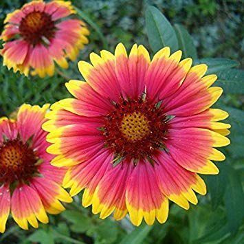 GAYRET ÇİÇEĞİ 10 ADET 'Gaillardia Grandiflora'