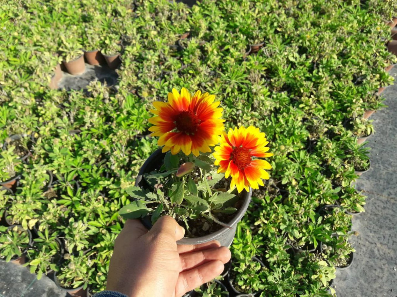 GAYRET ÇİÇEĞİ 10 ADET 'Gaillardia Grandiflora'