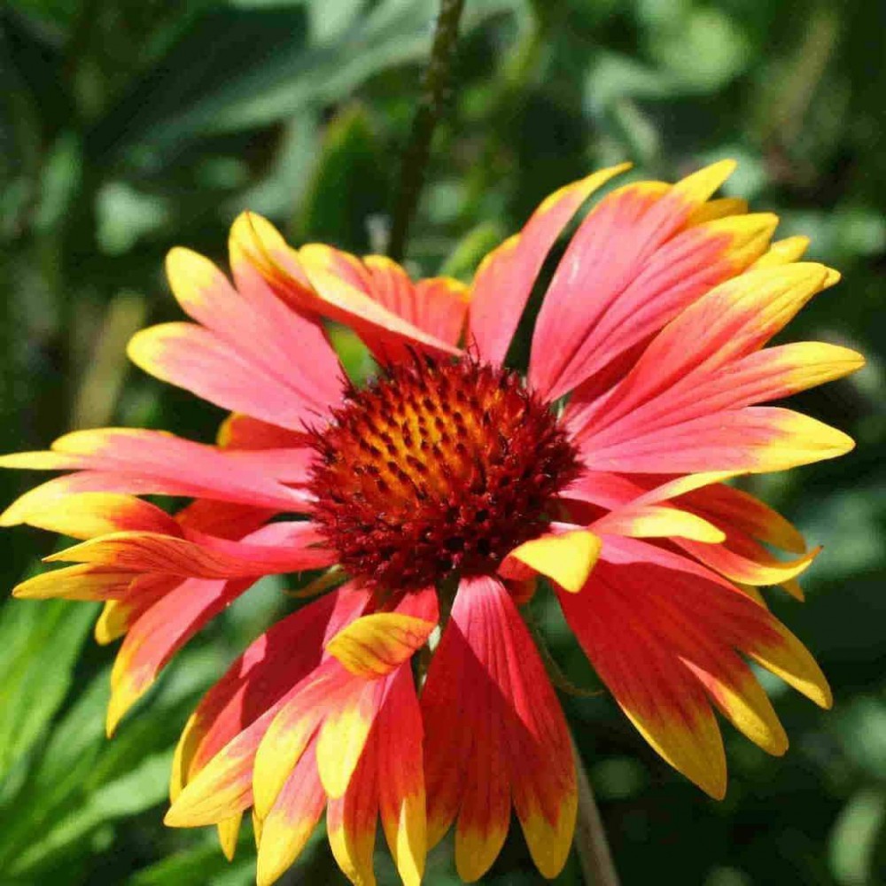 Gaillardia grandiflora outlet
