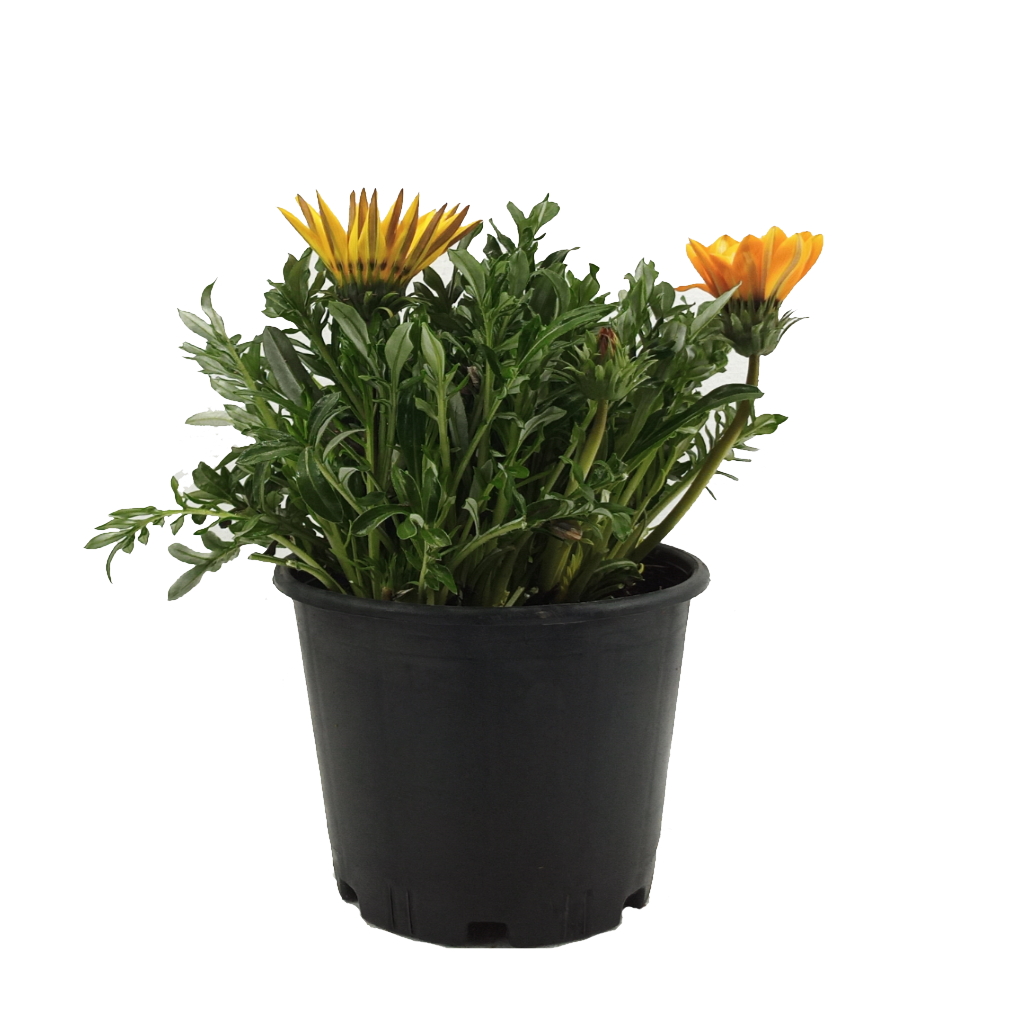 GAZANYA ÇİÇEĞİ 10 ADET - SAKSILI