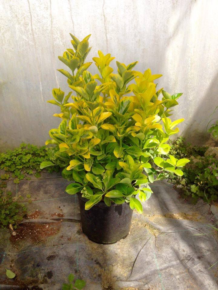GOLD TAFLAN 1 ADET - BÜYÜK BOY 40 - 50 cm