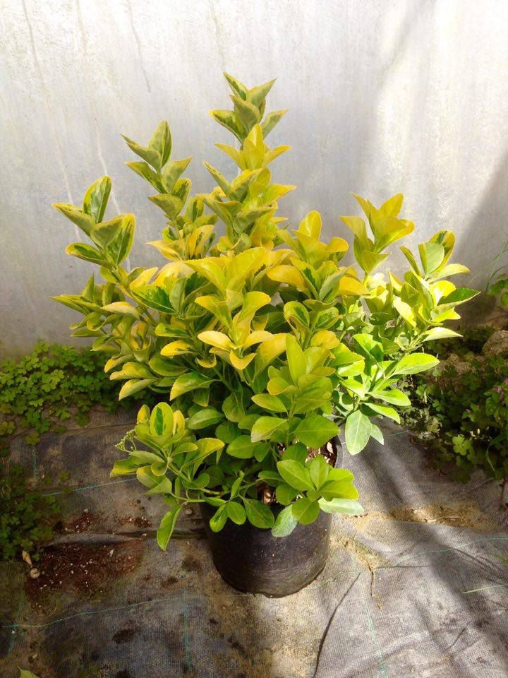 GOLD TAFLAN 1 ADET - BÜYÜK BOY 40 - 50 cm