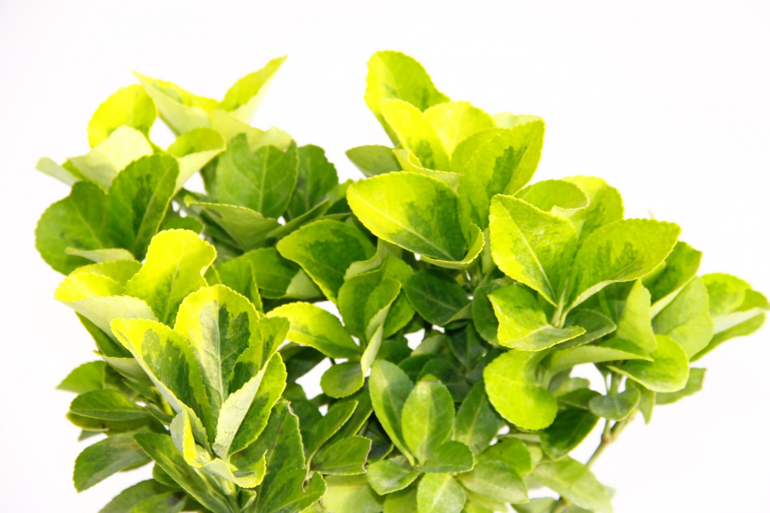 GOLD TAFLAN 2 ADET - YEŞİL SAKSIDA HEDİYELİK