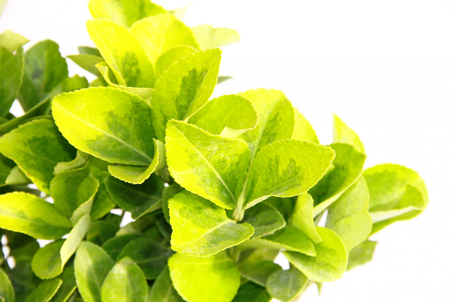 GOLD TAFLAN 2 ADET - YEŞİL SAKSIDA HEDİYELİK